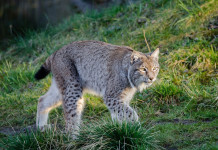 Foxes and bobcats are ghosts of the woods