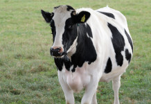 Dairy analysis helps producers track profit Cow