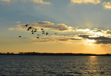 Birds know how to survive cold weather