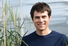 Scientists discover perennial hybrid of wheat, wheatgrass perennial wheat, wheatgrass