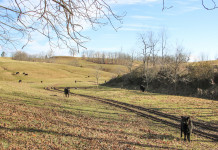 Think about winter feed needs as fall grazing comes to end Vollborn Cattle