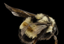 Ohio can help endangered rusty patched bumble bee