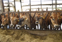 GENEX launches ICC$ index, two new Jersey traits Jersey cattle