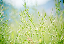 Trade-offs in management of endophyte-infected tall fescue