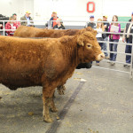BEEF 509 educational program returns