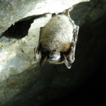 Fungus-infecting virus could help track white-nose syndrome in bats