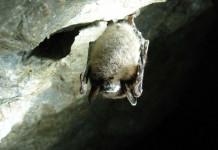 Fungus-infecting virus could help track white-nose syndrome in bats