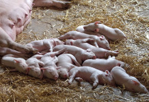 How to prepare a livestock birthing kit piglets