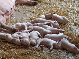 piglets
