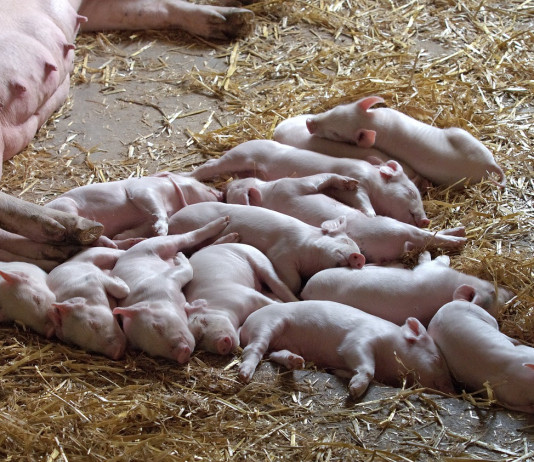 piglets