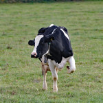 Consultant fee waived for dairy producers