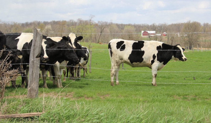 Cattle on pasture.