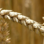 U.S. farmers reduced winter wheat plantings over last year