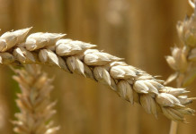 U.S. farmers reduced winter wheat plantings over last year