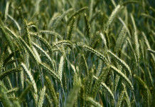 Plan nutrient management with available resources