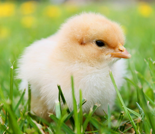Bringing baby chicks — and a lot of joy — into the house