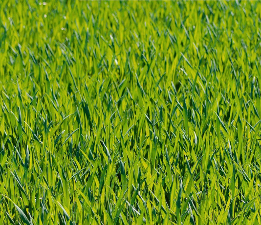 Practice pasture patience: Why turning cattle out too early will cost you grass