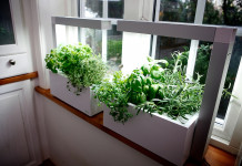 How to grow an indoor herb garden