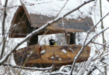 Feeders give a window to winter bird behavior