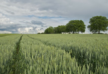 Ag innovation will help feed 9 billion by 2050 wheat