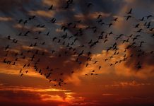 Great bird counting tradition continues