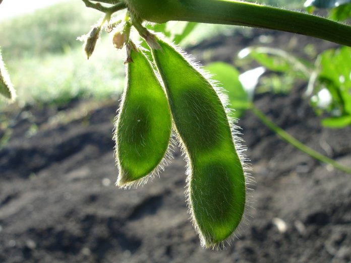 soybeans