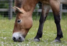 Grazing behavior depends on species, location