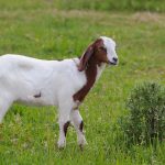 An interview with the Wonderkids