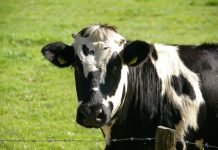 How to extend your grazing season