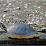 Stone Lab courses available to applicants