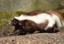 Participants can pet skunks and foxes at Beaver Creek on Sept. 9 skunk