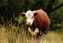 Plant chemicals don’t always benefit livestock