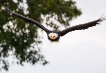Ohio residents can help with Bald Eagle count bald eagle
