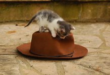 How to care for a barn kitten