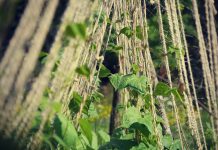 How to grow more food in less space