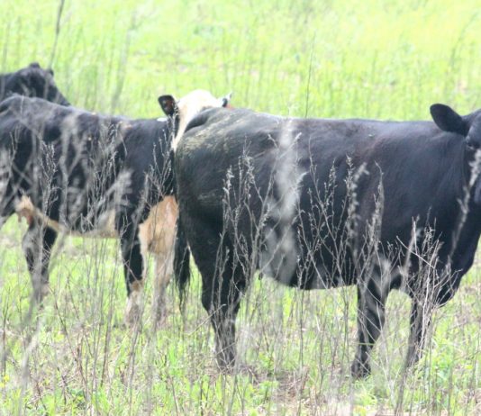 Herefords in field