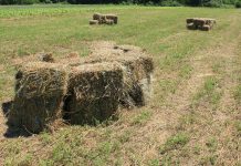 Managing weeds and alfalfa