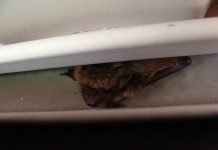 How to bat-proof your house