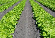 Get your garden ready for spring planting