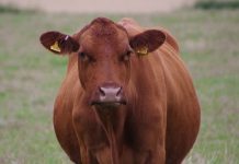 Diversity on the farm: My cows are prejudiced
