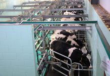 Pa. dairy scholarships offered