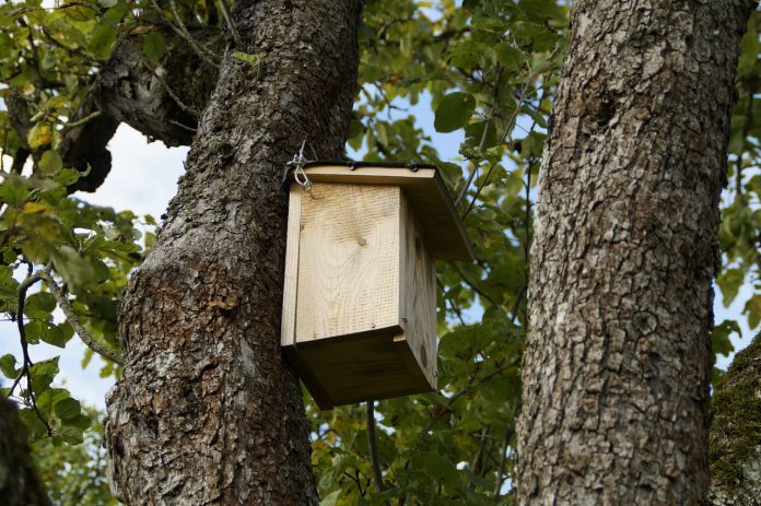 nesting box