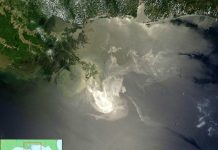 After Deepwater Horizon spill, scientists focus on food web Deepwater Horizon spill