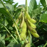 Nematode resistance in soybeans beneficial