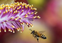 New grant funds Penn State pollinator program bee