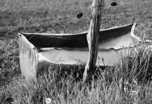 Connecting water quality to digestion in dairy cows