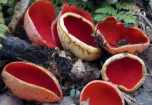 Local mushroom expert is ready for the hunt