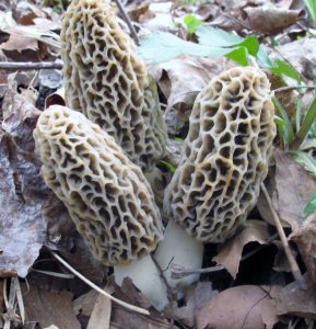 Morel mushrooms