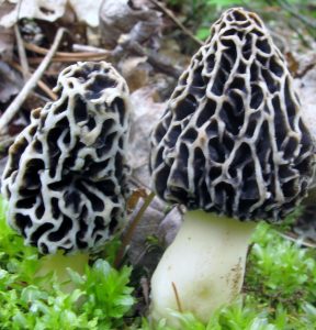 False Morel