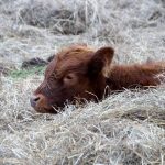 Learn about Irish Dexter cattle